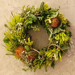 ドライフラワー★夏色ネイティブリース★プロテア　フォルモーサ ドライフラワー☆夏色ネイティブリース☆プロテア フォルモーサ ドライ