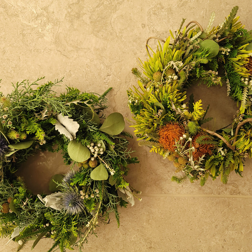 ネイティブフラワー：ドライアンドラ フォルモーサのリース