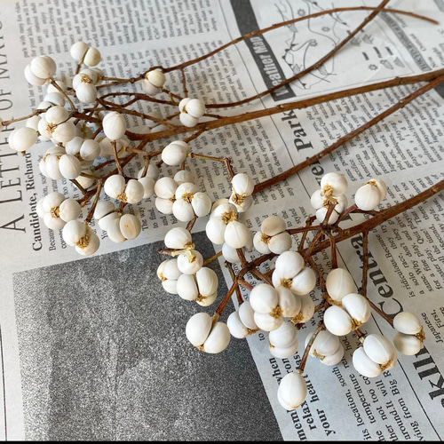 再販❣️2025年11月入荷❣️高品質❣️ナンキンハゼ小分け