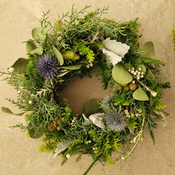 ネイティブフラワー：ドライアンドラ フォルモーサのリース リース