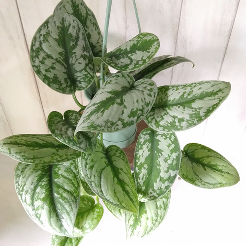 現品】希少品種 シラフカズラ【スキンダプサス】② 吊り鉢 観葉植物