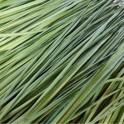 真菰のお茶（焙煎茶葉 30g×1袋） 4枚目の画像