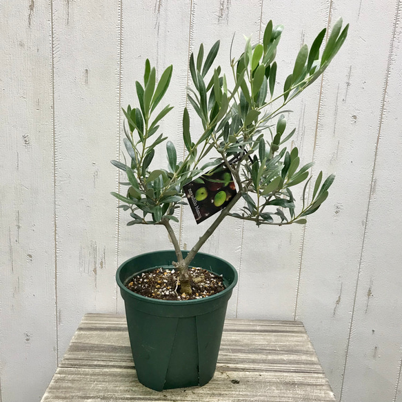売り尽くし特価　オリーブ　souju セントキャサリン　ネバディロブランコ　8 おしゃれ 観葉植物：オリーブの木 ネバディロブロンコ 8号*現品