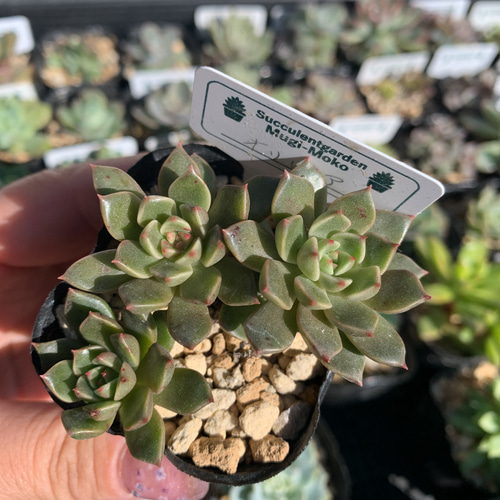 多肉植物 オリビア その他インテリア雑貨 mugi-moko 通販 14923348