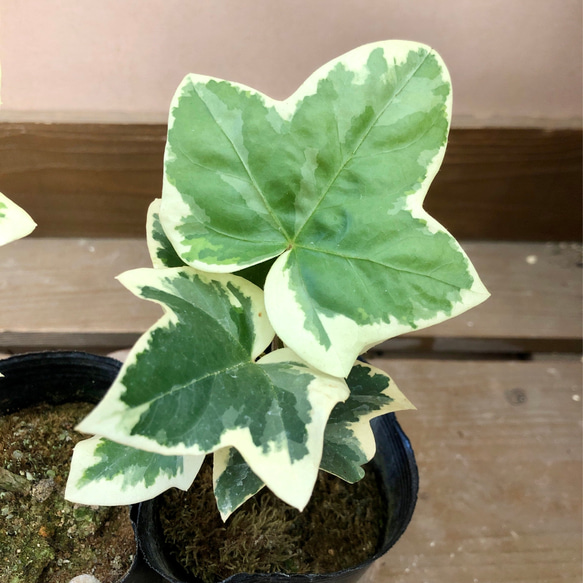 観葉植物　ファトスヘデラ（ハトスヘデラ）　2ポット 2枚目の画像