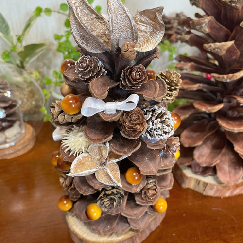 パワーいっぱい大王松♡大王松ぼっくり♡松ぼっくりの王様♡大王松の