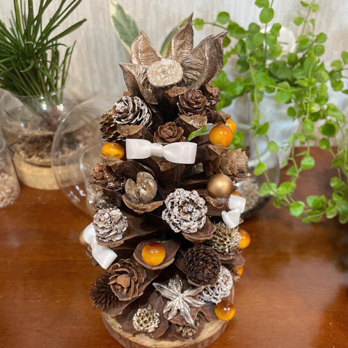 パワーいっぱい大王松♡大王松ぼっくり♡松ぼっくりの王様♡大王松の