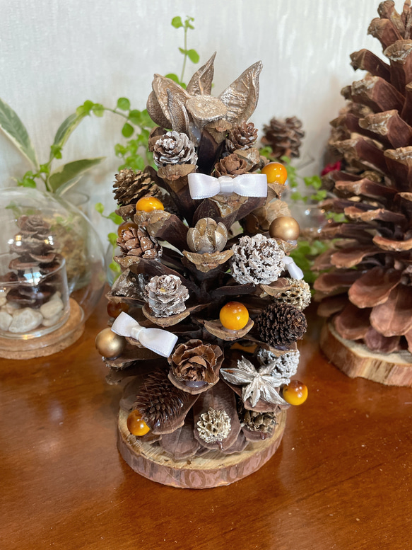 パワーいっぱい大王松♡大王松ぼっくり♡松ぼっくりの王様♡大王松の