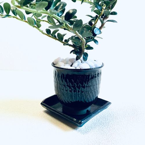 雲龍つげ スパイラルドラゴン 鉢植え 植木鉢 飛びかんな 小鹿田焼