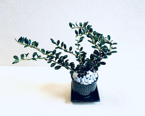 雲龍つげ スパイラルドラゴン 鉢植え 植木鉢 飛びかんな 小鹿田焼