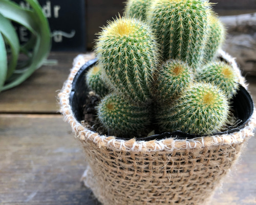 金晃丸♡子株いっぱい♡黄金のサボテン♡群生♡多肉植物 アート