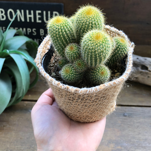 金晃丸♡子株いっぱい♡黄金のサボテン♡群生♡多肉植物 アート