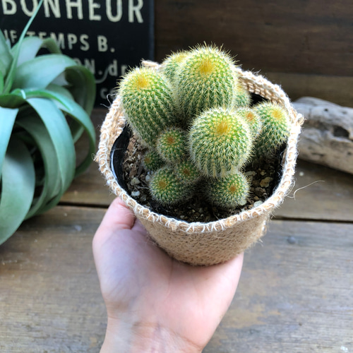 金晃丸♡子株いっぱい♡黄金のサボテン♡群生♡多肉植物 アート