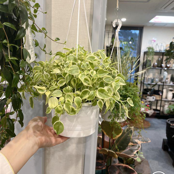 吊り下げできる　ペペロミア　セルペンス　観葉植物　斑入り　プランツハンガー 3枚目の画像