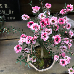 ギョリュウバイ♡ピンク♡八重咲き♡毎年咲きます 4枚目の画像