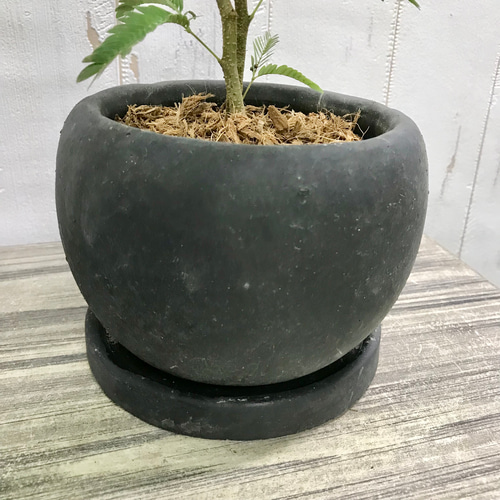 エバーフレッシュ 合成樹脂鉢 お皿付き imgrc0106168676.jpg