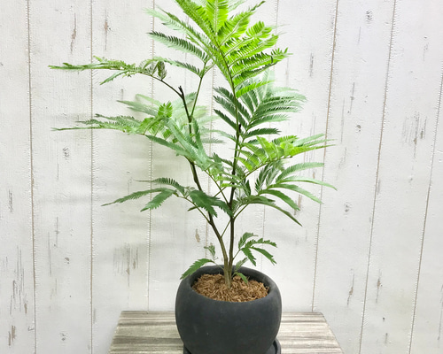 2株♡ インテリアプランツ エバーフレッシュ セメントポット