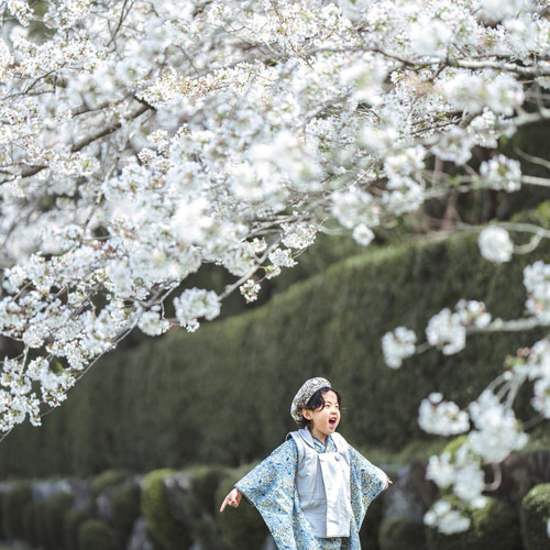 ブルーリバティ着物&リバーシブル被布set【Pheasant forest】七五三 3