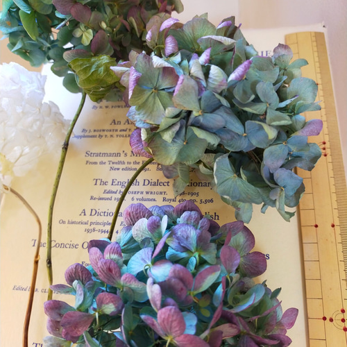 ふくまるさま　紫陽花ドライフラワー　100サイズ　秋色紫陽花