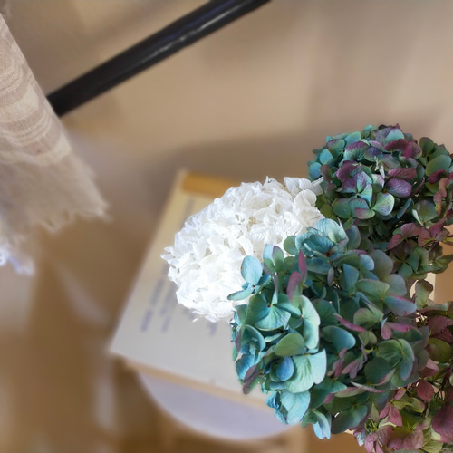 丸く可愛い秋色紫陽花と白い紫陽花ドライフラワーの４本のセット送料