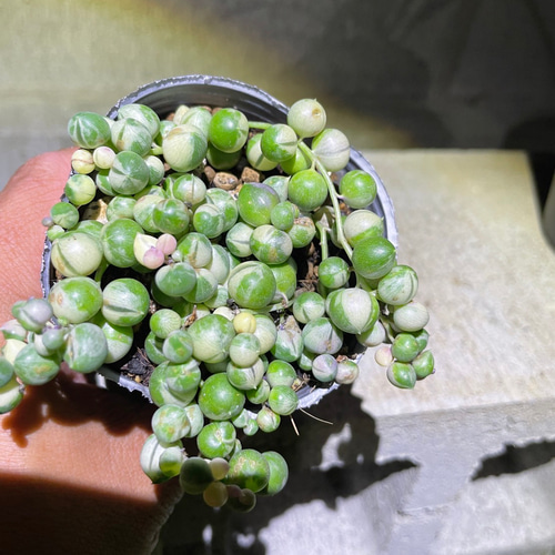 大粒♪】ピンク斑入りグリーンネックレス 多肉植物 ドデカミン