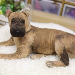 【受注製作】羊毛フェルト、うちの子、犬ぬいぐるみ、フェルト犬、ペットの肖像画、犬猫人形、ペットロス、うちのこ記念日 6枚目の画像