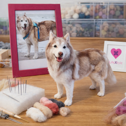 羊毛フェルト オーダー 「リアルで可愛いワンちゃん」シベリアン