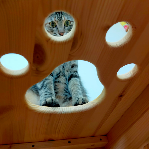 ねこねこハウスツール（アルダー） 天井　パイン材 　高