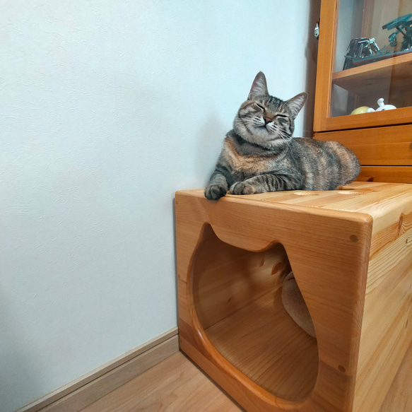 ねこねこハウスツール（アルダー） 天井　パイン材 　高