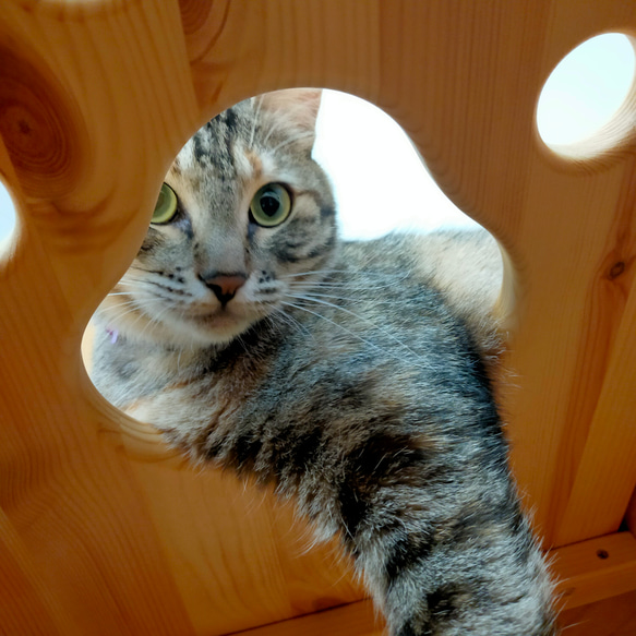 ねこねこハウスツール（アルダー） 天井　パイン材 　高