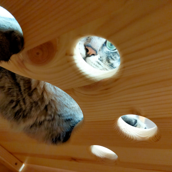 ねこねこハウスツール（アルダー） 天井　パイン材 　高