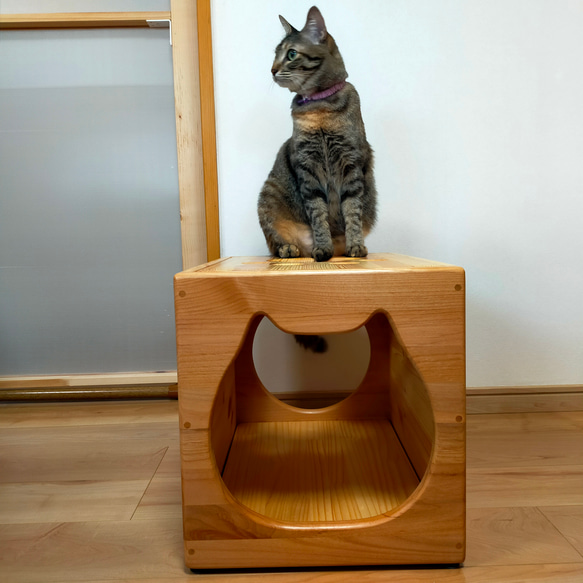 ねこねこハウスツール（アルダー） 天井　パイン材 　高