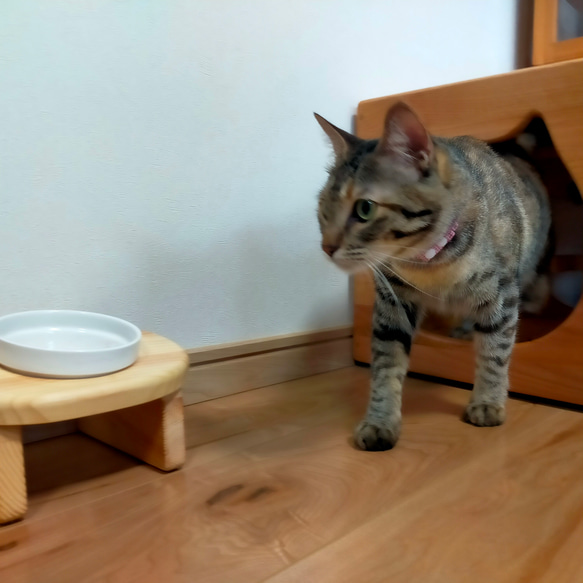 ねこねこハウスツール（アルダー） 天井　パイン材 　高