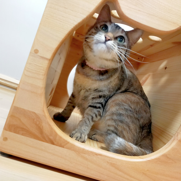 ねこねこハウスツール（アルダー） 天井　パイン材 　高