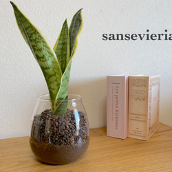 手軽に植物を！サンセベリア　ハイドロカルチャー　観葉植物　お部屋のインテリアに！ 1枚目の画像