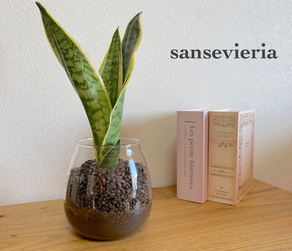 手軽に植物を！サンセベリア　ハイドロカルチャー　観葉植物　お部屋のインテリアに！ 1枚目の画像