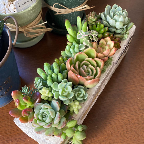 多肉植物 多肉セダムの寄せ植え BROOKLYN No.9 ブルックリンスタイル