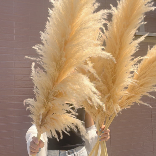 3本セット】最安値 特大 XLサイズ パンパスグラス パンパス ドライ