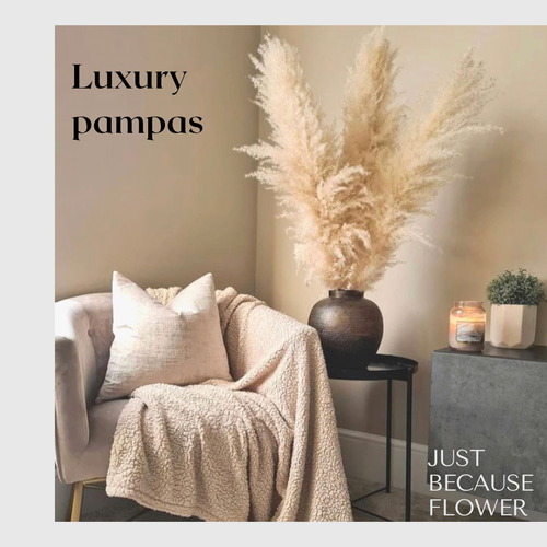 パンパスグラス　240本 3本セット】最安値 特大 XLサイズ パンパスグラス パンパス ドライ