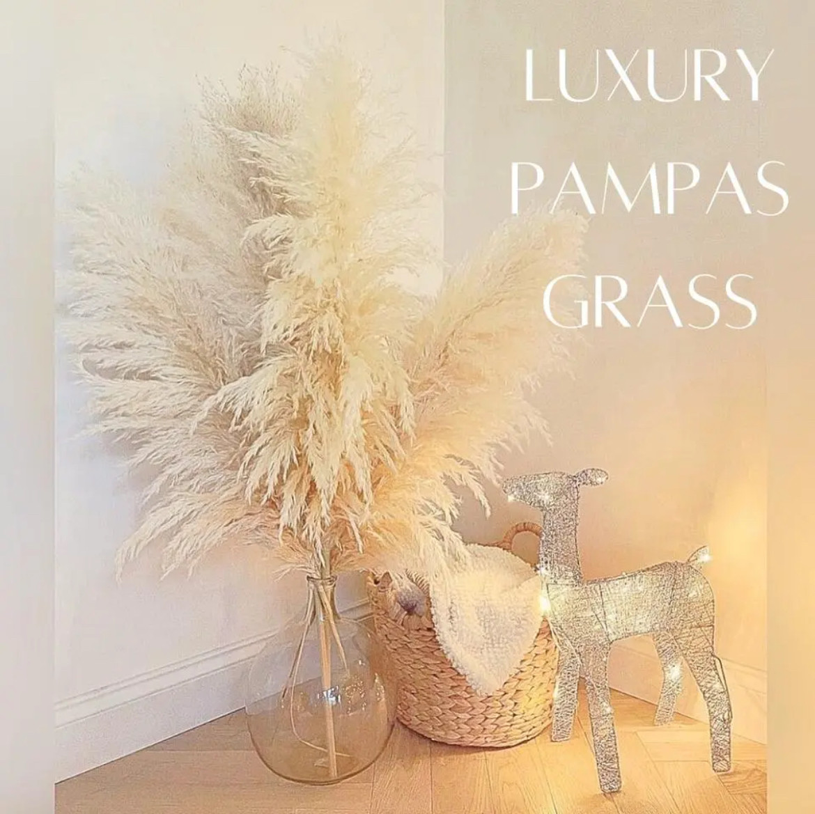 3本セット】＋1本おまけ 最安値 特大 XLサイズ パンパスグラス