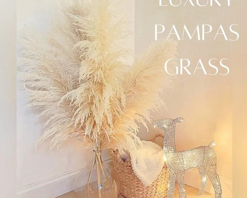 パンパスグラス ドライフラワー ドライフラワー］パンパスグラス商品ページ - 土と風の植物園