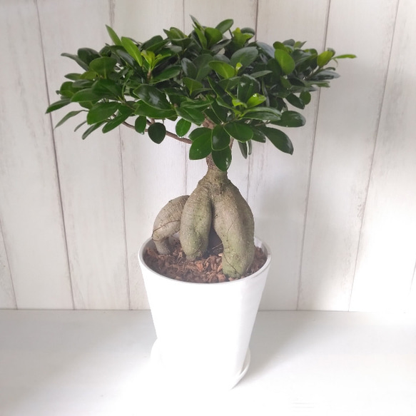 現品】カジュマル 個性的な樹形 観葉植物 6号鉢 高級セラアート