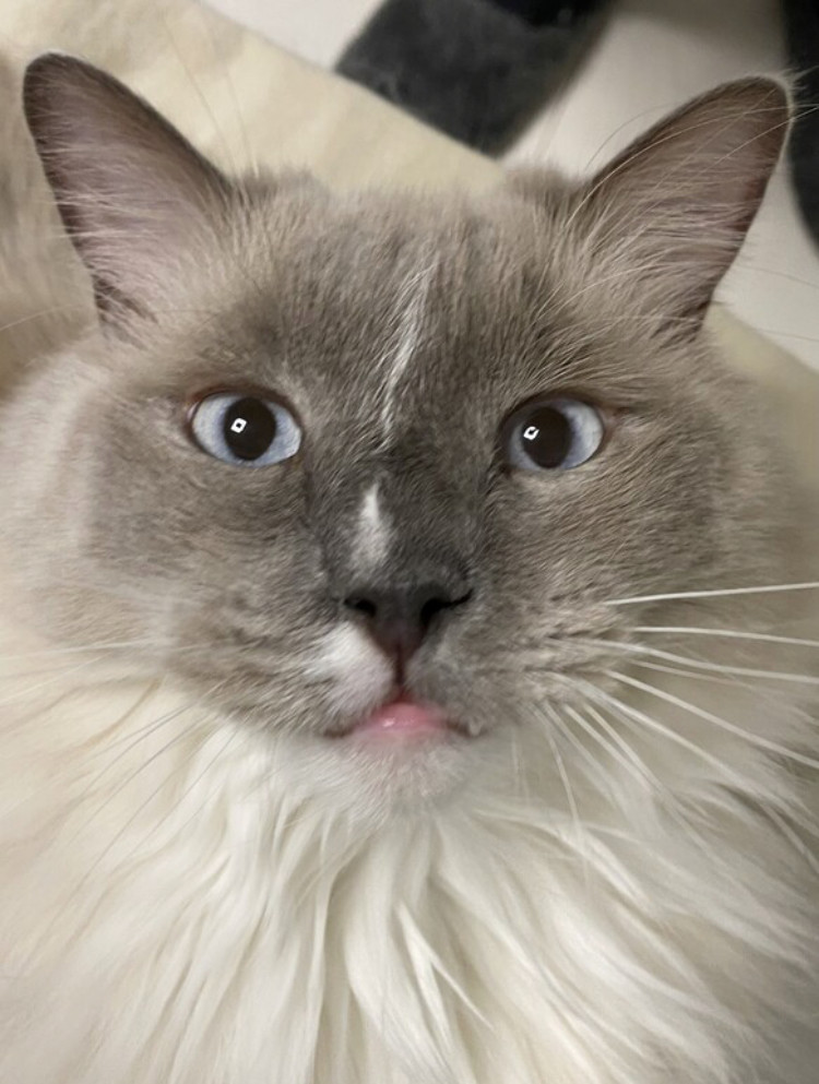 専用【ラグドールの羽黒くんと一緒にお出かけスヌード】