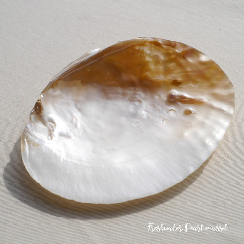 天然貝皿イケチョウガイ(池蝶貝)約14.4×10.7cm 淡水パール付きシェル