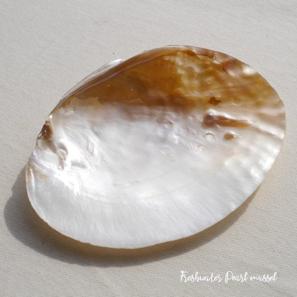天然貝皿イケチョウガイ(池蝶貝)約14.4×10.7cm 淡水パール付き