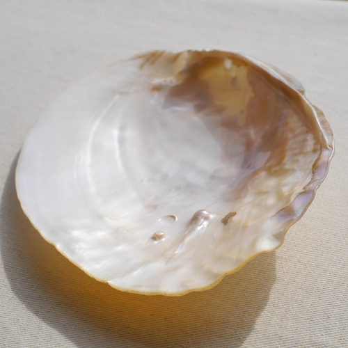 天然貝皿イケチョウガイ(池蝶貝)約14.4×10.7cm 淡水パール付きシェル