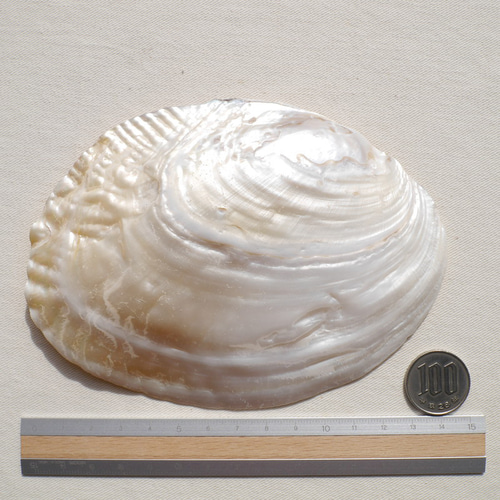 天然貝皿イケチョウガイ(池蝶貝)約14.4×10.7cm 淡水パール付きシェル