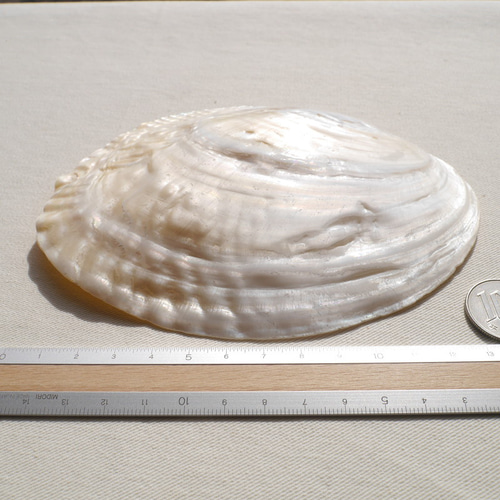 天然貝皿イケチョウガイ(池蝶貝)約14.4×10.7cm 淡水パール付きシェル