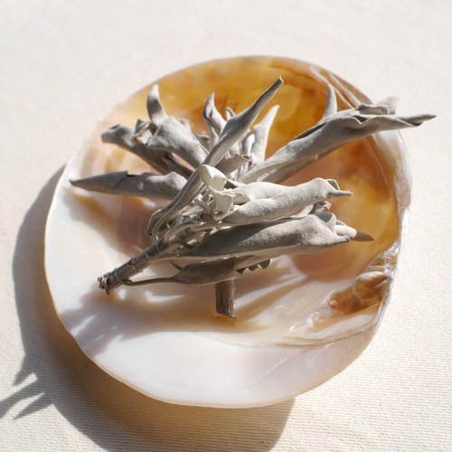 天然貝皿イケチョウガイ(池蝶貝)約14.4×10.7cm 淡水パール付きシェル