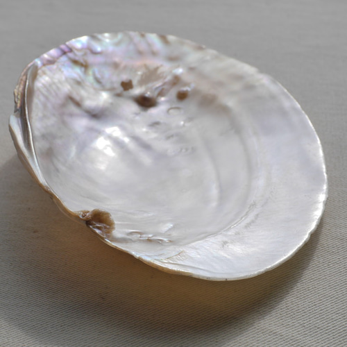 天然貝皿イケチョウガイ(池蝶貝)約14.4×10.7cm 淡水パール付き